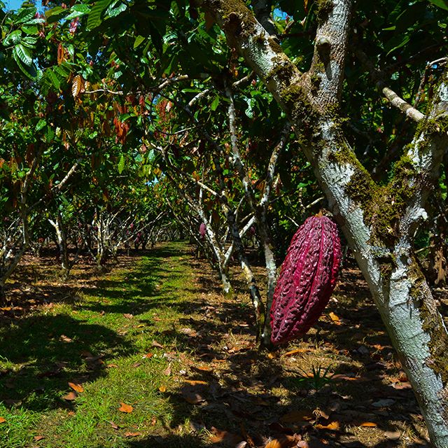 Descubre el Valle del Guamuez